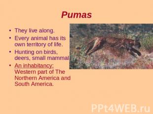 Pumas They live along.Every animal has its own territory of life.Hunting on bird