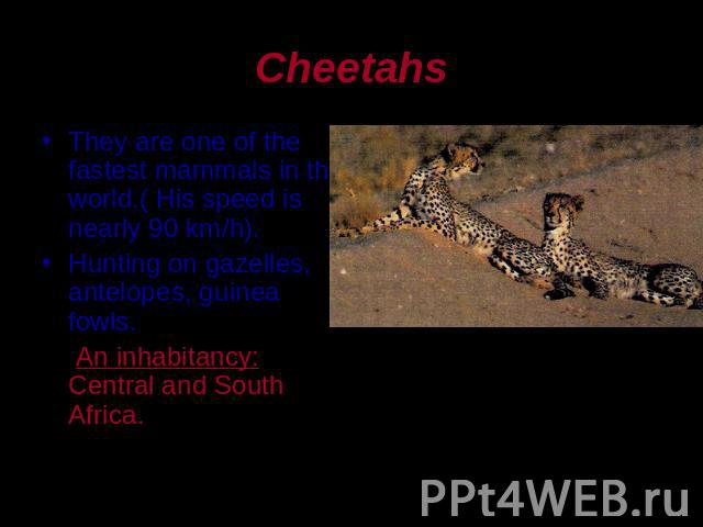 Cheetahs They are one of the fastest mammals in the world.( His speed is nearly 90 km/h).Hunting on gazelles, antelopes, guinea fowls. An inhabitancy: Central and South Africa.