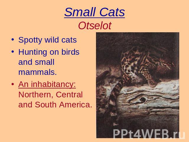 Small CatsOtselot Spotty wild catsHunting on birds and small mammals.An inhabitancy: Northern, Central and South America.