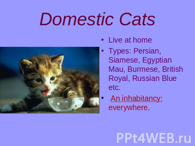 Domestic Cats Live at homeTypes: Persian, Siamese, Egyptian Mau, Burmese, British Royal, Russian Blue etc. An inhabitancy: everywhere.