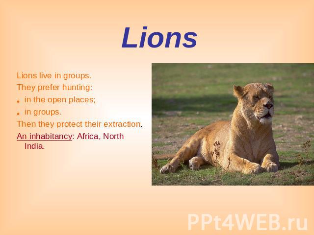 Lions Lions live in groups.They prefer hunting: in the open places;in groups.Then they protect their extraction.An inhabitancy: Africa, North India.