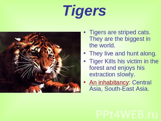 Tigers Tigers are striped cats. They are the biggest in the world.They live and hunt along.Tiger Kills his victim in the forest and enjoys his extraction slowly.An inhabitancy: Central Asia, South-East Asia.