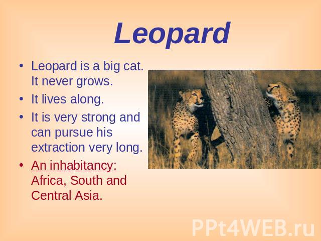 Leopard Leopard is a big cat. It never grows. It lives along.It is very strong and can pursue his extraction very long. An inhabitancy: Africa, South and Central Asia.