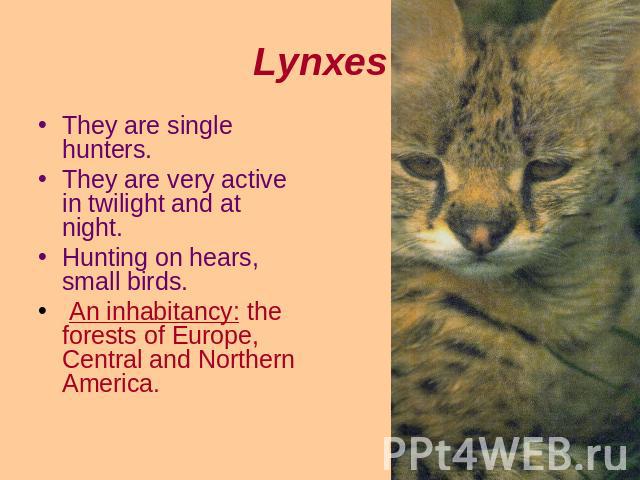 Lynxes They are single hunters.They are very active in twilight and at night.Hunting on hears, small birds. An inhabitancy: the forests of Europe, Central and Northern America.