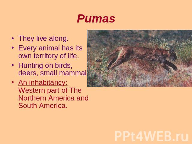 Pumas They live along.Every animal has its own territory of life.Hunting on birds, deers, small mammals.An inhabitancy: Western part of The Northern America and South America.