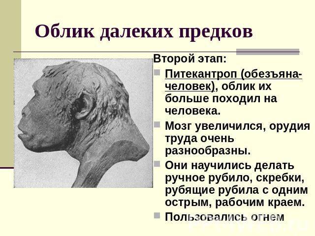 Облик далеких предков Второй этап:Питекантроп (обезъяна-человек), облик их больше походил на человека. Мозг увеличился, орудия труда очень разнообразны. Они научились делать ручное рубило, скребки, рубящие рубила с одним острым, рабочим краем. Польз…