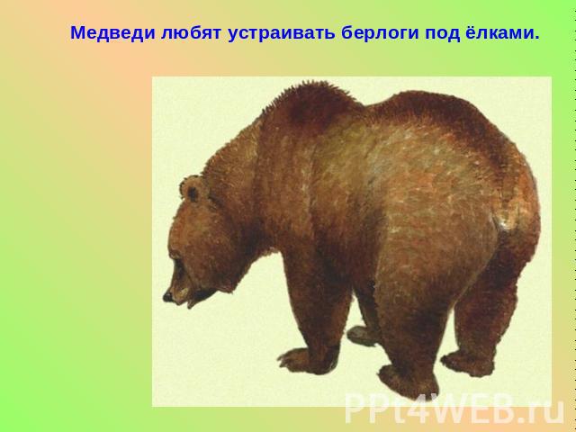 Медведи любят устраивать берлоги под ёлками.