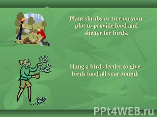 Plant shrubs or tree on your plot to provide food and shelter for birds. Hang a