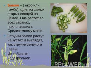 Бамия – ( окро или гомбо), один из самых старых овощей на Земле. Она растёт во в