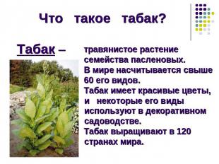 Что такое табак?Табак – травянистое растение семейства пасленовых. В мире насчит