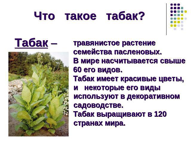 Что такое табак?Табак – травянистое растение семейства пасленовых. В мире насчитывается свыше 60 его видов. Табак имеет красивые цветы, и некоторые его виды используют в декоративном садоводстве. Табак выращивают в 120 странах мира.