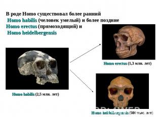 В роде Homo существовал более ранний Homo habilis (человек умелый) и более поздн