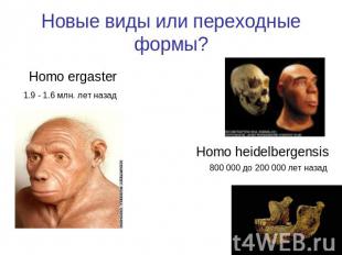 Новые виды или переходные формы? Homo ergaster1.9 - 1.6 млн. лет назад Homo heid