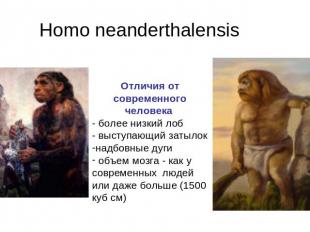 Homo neanderthalensis Отличия от современного человека - более низкий лоб- высту