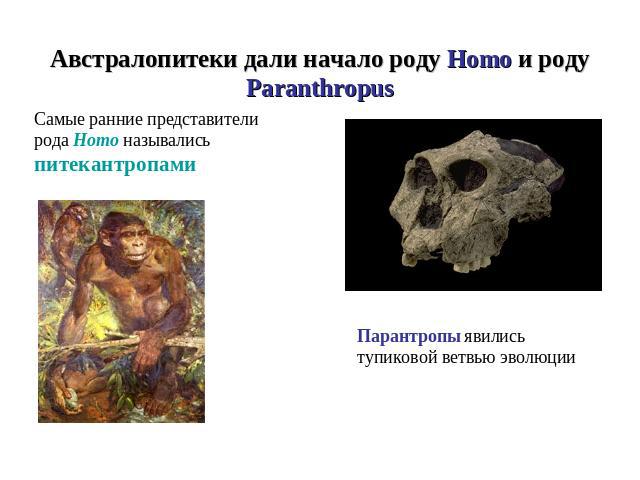 Австралопитеки дали начало роду Homo и роду ParanthropusСамые ранние представители рода Homo назывались питекантропамиПарантропы явились тупиковой ветвью эволюции