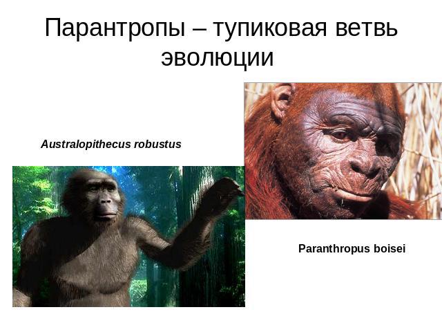 Парантропы – тупиковая ветвь эволюции Australopithecus robustusParanthropus boisei