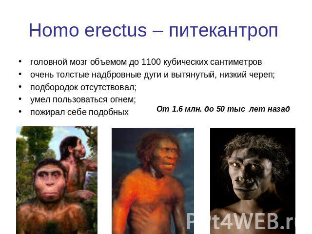 Homo erectus – питекантроп головной мозг объемом до 1100 кубических сантиметровочень толстые надбровные дуги и вытянутый, низкий череп;подбородок отсутствовал;умел пользоваться огнем;пожирал себе подобныхОт 1.6 млн. до 50 тыс лет назад