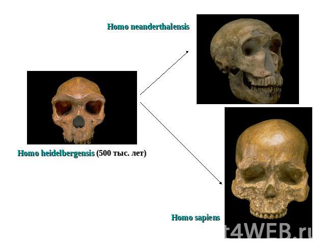 Homo neanderthalensis Homo heidelbergensis (500 тыс. лет)Homo sapiens