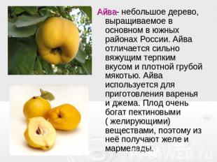 Айва- небольшое дерево, выращиваемое в основном в южных районах России. Айва отл
