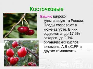 Косточковые Вишню широко культивируют в России. Плоды созревают в июне-августе.