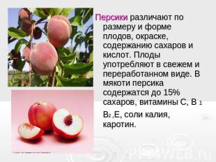 Персики различают по размеру и форме плодов, окраске, содержанию сахаров и кисло