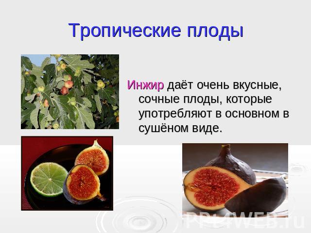 Тропические плоды Инжир даёт очень вкусные, сочные плоды, которые употребляют в основном в сушёном виде.