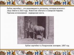Бубал хартебист - это разновидность антилопы, которая исчезла с лица Земли в 192
