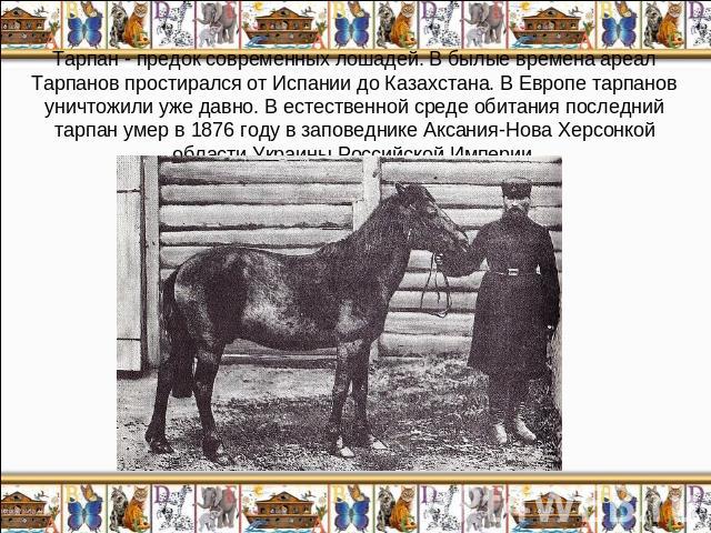 Тарпан - предок современных лошадей. В былые времена ареал Тарпанов простирался от Испании до Казахстана. В Европе тарпанов уничтожили уже давно. В естественной среде обитания последний тарпан умер в 1876 году в заповеднике Аксания-Нова Херсонкой об…