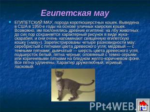 Египетская мау ЕГИПЕТСКИЙ МАУ, порода короткошерстных кошек. Выведена в США в 19