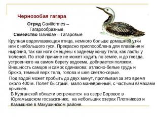 Чернозобая гагараОтряд Gaviiformes – ГагарообразныеСемейство Gaviidae – Гагаровы