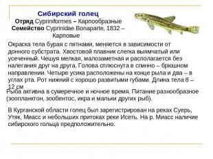 Сибирский голецОтряд Cypriniformes – КарпообразныеСемейство Cyprinidae Bonaparte
