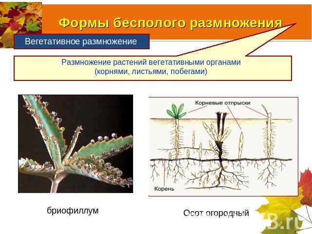 Размножение растений вегетативными органами (корнями, листьями, побегами)
