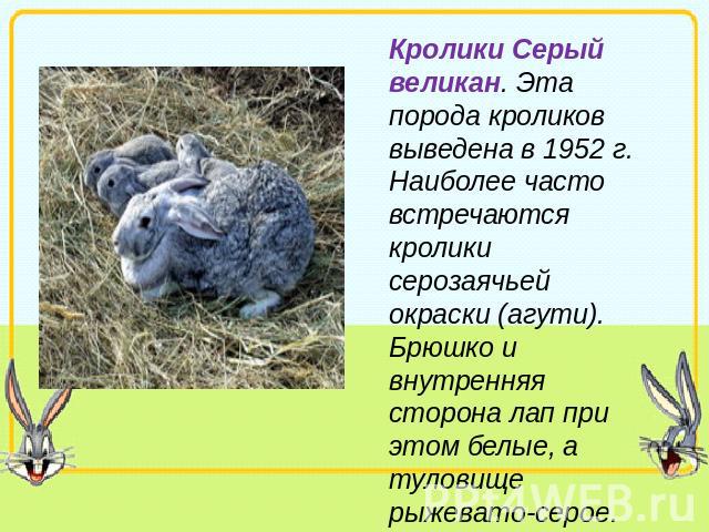 Кролики Серый великан. Эта порода кроликов выведена в 1952 г. Наиболее часто встречаются кролики серозаячьей окраски (агути). Брюшко и внутренняя сторона лап при этом белые, а туловище рыжевато-серое.