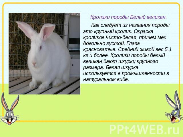 Кролики породы Белый великан. Как следует из названия породы это крупный кролик. Окраска кроликов чисто-белая, причем мех довольно густой. Глаза красноватые. Средний живой вес 5,1 кг и более. Кролики породы белый великан дают шкурки крупного размера…