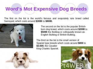 Word’s Mot Expensive Dog Breeds The first on the list is the world's famous and