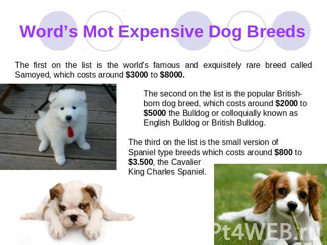 Word’s Mot Expensive Dog Breeds The first on the list is the world's famous and exquisitely rare breed called Samoyed, which costs around $3000 to $8000. The second on the list is the popular British-born dog breed, which costs around $2000 to $5000…