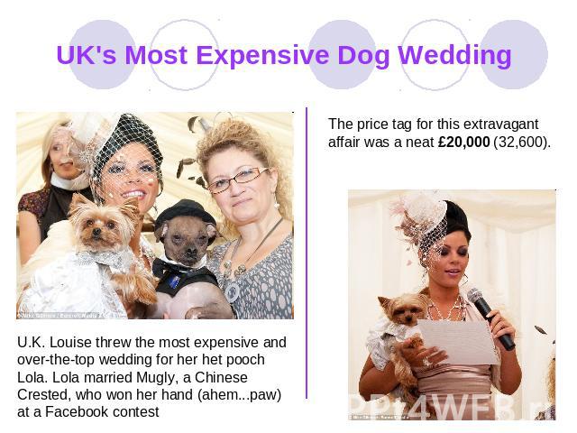 UK's Most Expensive Dog Wedding The price tag for this extravagant affair was a neat £20,000 (32,600). U.K. Louise threw the most expensive and over-the-top wedding for her het pooch Lola. Lola married Mugly, a Chinese Crested, who won her hand (ahe…
