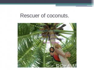 Rescuer&nbsp;of&nbsp;coconuts.