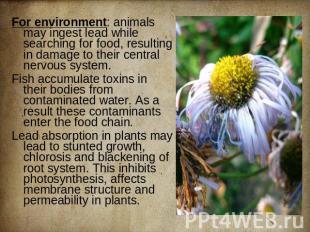 For environment: animals may ingest lead while searching for food, resulting in