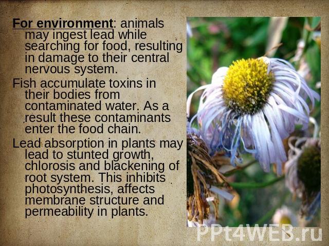 For environment: animals may ingest lead while searching for food, resulting in damage to their central nervous system. Fish accumulate toxins in their bodies from contaminated water. As a result these contaminants enter the food chain. Lead absorpt…