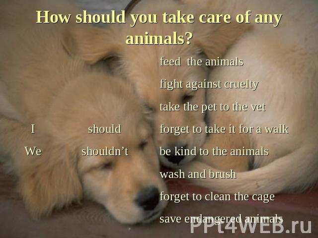 How should you take care of any animals?
