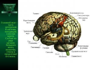 Головной мозг - часть центральной системы, находящаяся внутри черепа. Состоит из