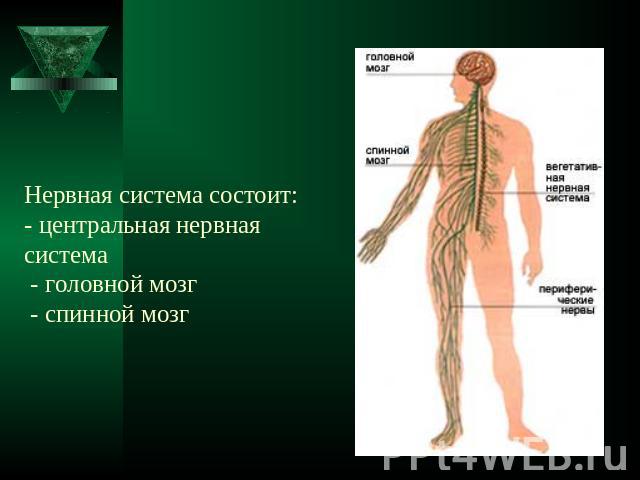 Нервная система состоит:- центральная нервная система - головной мозг - спинной мозг