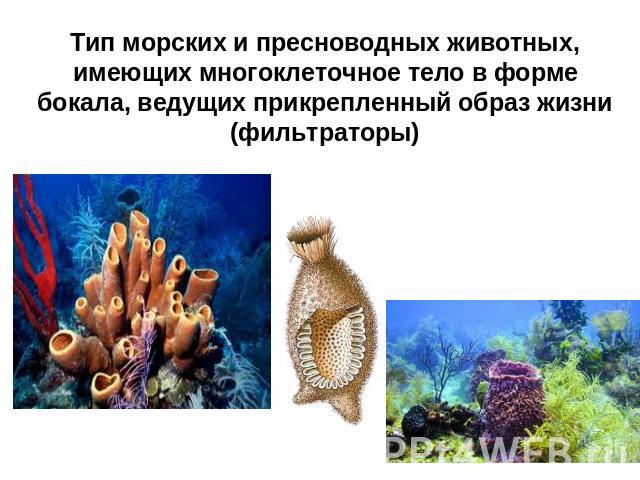 Тип морских и пресноводных животных, имеющих многоклеточное тело в форме бокала, ведущих прикрепленный образ жизни (фильтраторы)