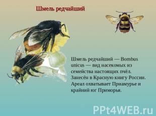 Шмель редчайший Шмель редчайший — Bombus unicus — вид насекомых из семейства нас