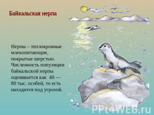 Байкальская нерпа Нерпы – теплокровные млекопитающие, покрытые шерстью. Численно