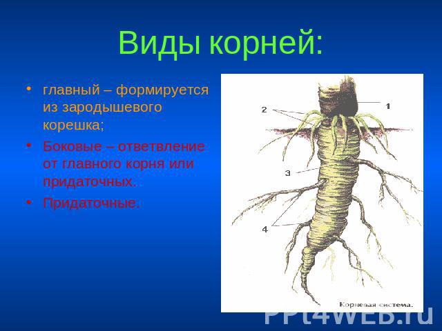 Виды корней: главный – формируется из зародышевого корешка;Боковые – ответвление от главного корня или придаточных.Придаточные.