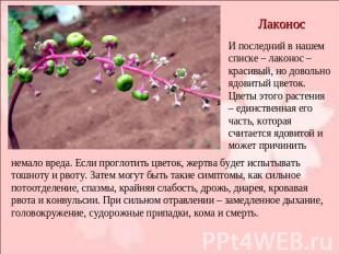 Лаконос И последний в нашем списке – лаконос – красивый, но довольно ядовитый цв