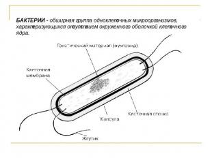 БАКТЕРИИ - обширная группа одноклеточных микроорганизмов, характеризующихся отсу