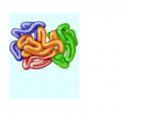 Четверичная структура — субъединичная структура белка. Взаимное расположение нес